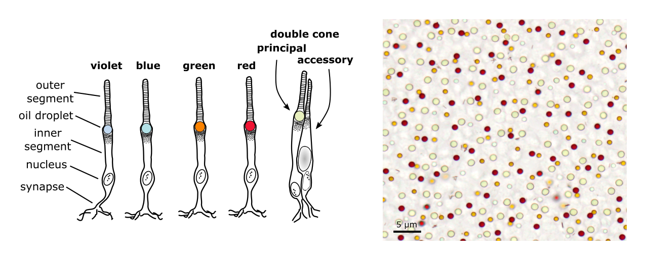 Cone oil droplets